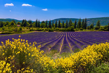 True Lavender Field (Lavandula Angustifolia) In Provence, France
