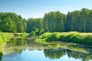 Sunny landscape in the forest.