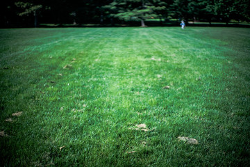 Grassy oval in park