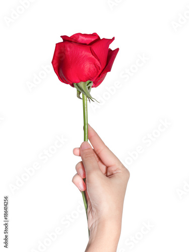 A Female Hand Holding Red Rose Buy This Stock Photo And Explore