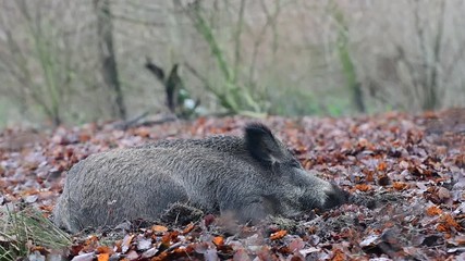 Poster - Wildschwein Bache schläft im Wald, Schwarzwild, Dezember, (Sus scrofa)