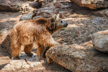 brown bear at sunny day