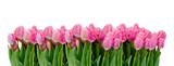 Fototapeta Tulipany - Reihe von Tulpen auf Weiß