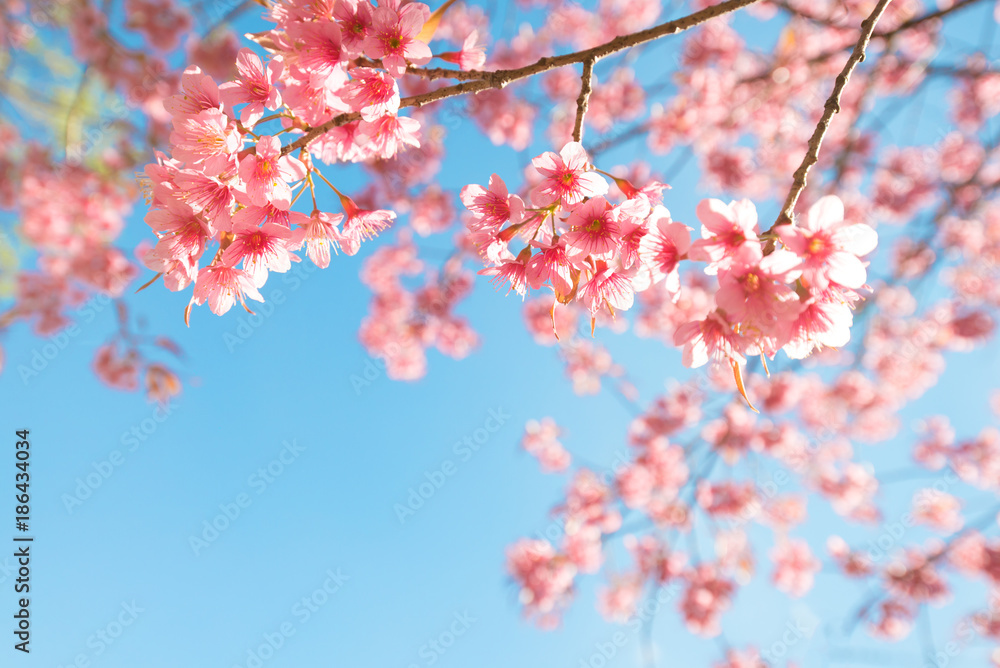 Beautiful sakura flower (cherry blossom) in spring. sakura tree flower on blue sky. - obrazy, fototapety, plakaty 