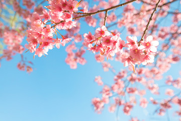 Wall Mural - beautiful sakura flower (cherry blossom) in spring. sakura tree flower on blue sky.