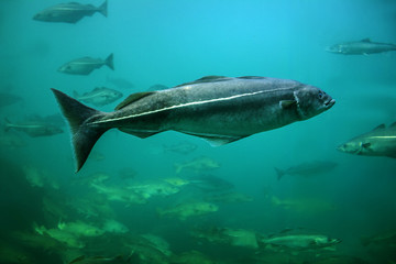 Cod fishes floating in aquarium, Alesund, Norway.