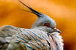 head of a puffed crested pigeon (ocyphaps lophotes) in profile view