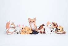 Chihuahua Dog Hiding In A Row Of Many Plush Toys