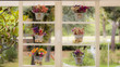 kwiaty w okiennicach