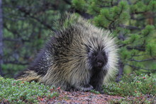 Random Encounter With Wild Porcupine In Yukon