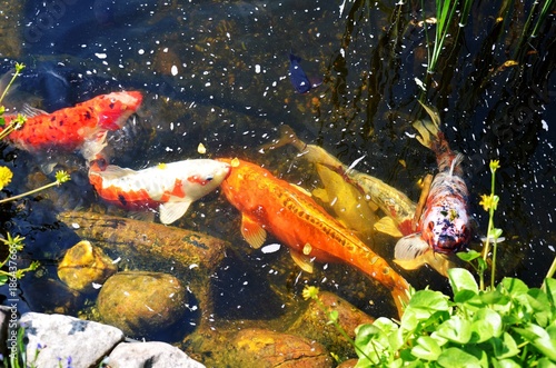 KoiKarpfen im Gartenteich kaufen Sie dieses Foto und finden Sie