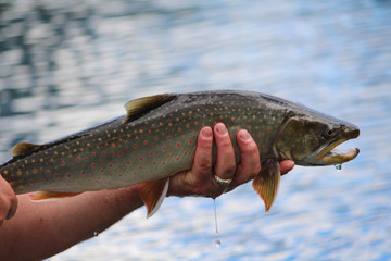 Bull trout