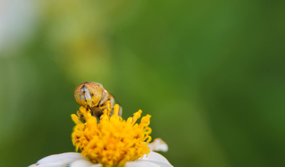 Wall Mural - Macro closeup cute flower flies or Hoverfly (Syrphidae). Seletive focus Copy Space concept