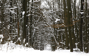 Wall Mural - nature in winter foto