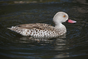 Wall Mural - Cape teal (Anas capensis)