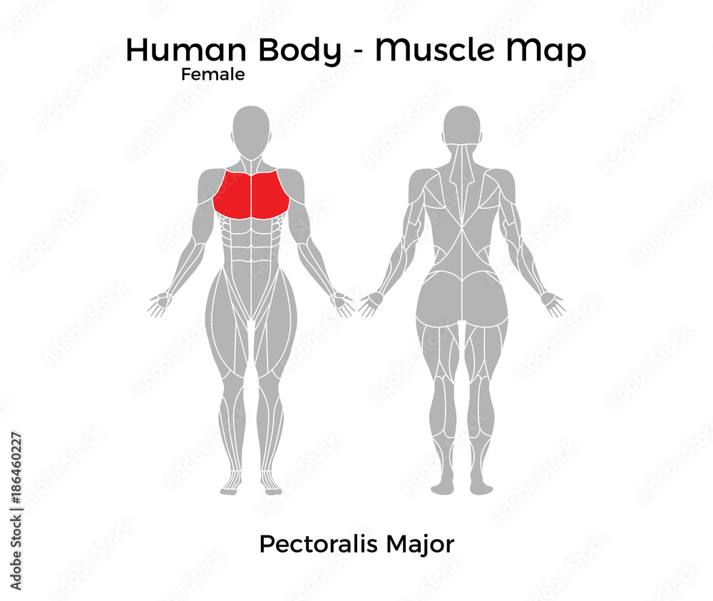 Female Human Body - Muscle map, Pectoralis Major. Vector Illustration - EPS10. - obrazy, fototapety, plakaty 