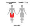 Female Human Body - Muscle map, Quadriceps. Vector Illustration - EPS10.