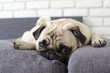 © Alex_Zh - Small cute dog breed pug lying on pillows and looking straight