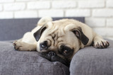 Small cute dog breed pug lying on pillows and looking straight