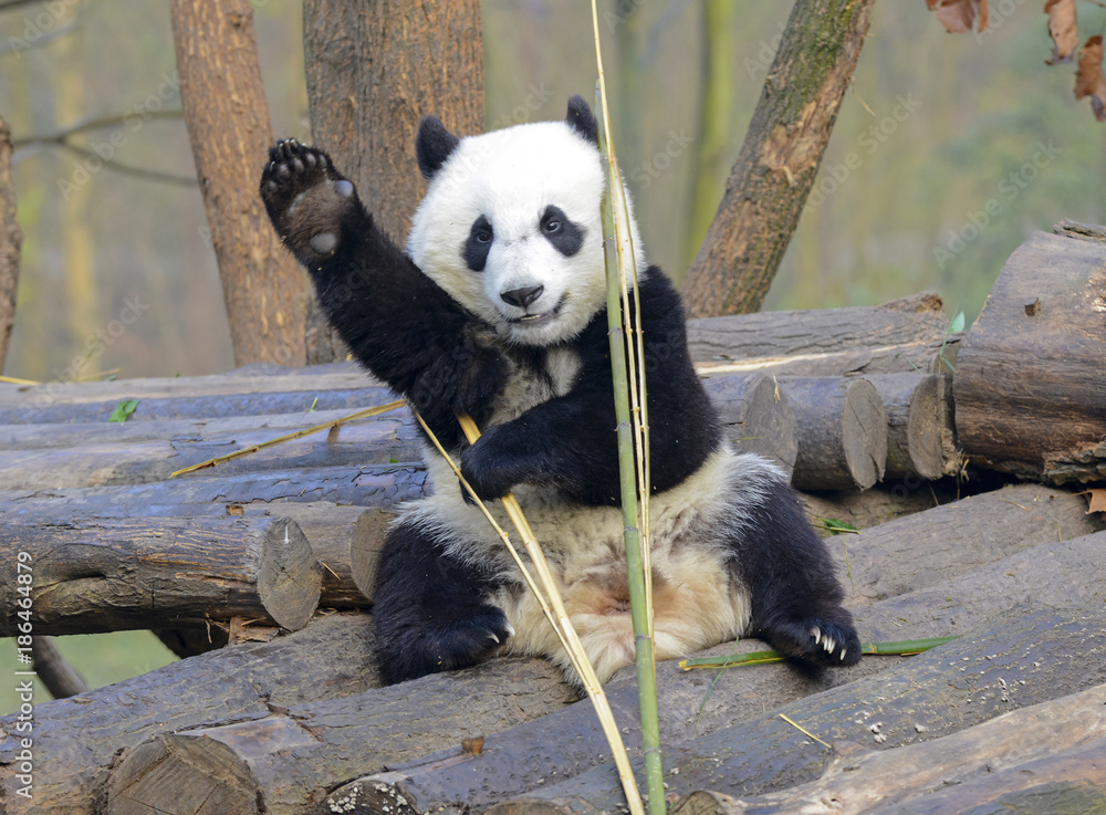 Giant Panda near Chengdu, Sichuan Province, China - obrazy, fototapety, plakaty 