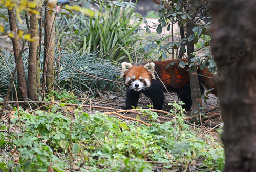 Plakat Czerwona panda lub Lesser panda blisko Chengdu, prowincja sichuan, Chiny