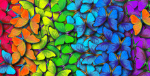 Colors Of Rainbow. Pattern Of Multicolored Butterflies Morpho, Texture Background.