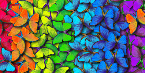 colors of rainbow. pattern of multicolored butterflies morpho, texture background.