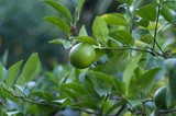 Fototapeta Morze - green lemons on the tree