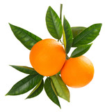 Fototapeta  - Twig of fresh ripe oranges.