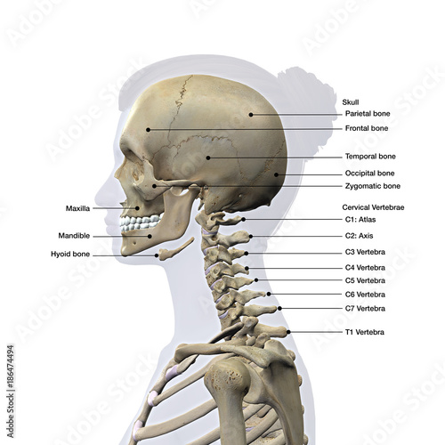 Fotografie, Obraz Skull and Cervical Spine Lateral View Labeled on White