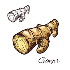 Sticker - Ginger root sketch for kitchen spice and seasoning