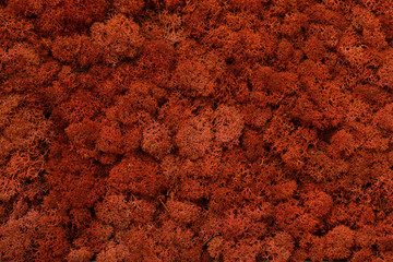 red moss, back ground