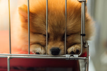 Puppy Pomeranian Breed In Cage Dog With Sadness