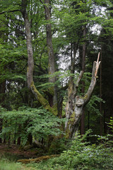 Wall Mural - Baum im Fichtelgebirge