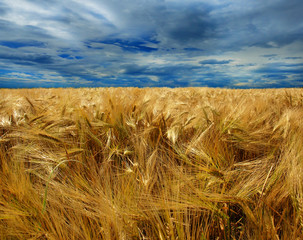 Canvas Print - Wheat field against a blue sky