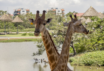 giraffe in a Zoo