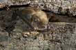 Big brown bat (Eptesicus fuscus) portrait, Atlanta, Georgia, USA