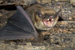 Big brown bat (Eptesicus fuscus) portrait, Atlanta, Georgia, USA