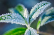 Kräuter im Winter frostig - Raureif, Eiskristalle  - close-up