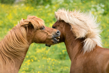 Two chestnut colored Icelandic horses fighting