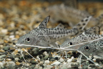 Sticker - Synodontis alberti. Three aquarium fish look