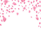 Fototapeta Kwiaty - Falling sakura leaves on white background, vector design
