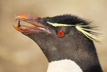 Close Up Of Southern Rockhopper Penguin With Nesting Material, Falkland Islands.