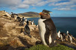 Close up of southern rockhopper penguin standing on the grass, Falkland Islands.