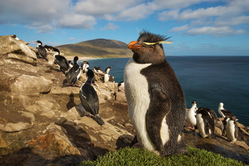 Wall Mural - close up of southern rockhopper penguin standing on the grass, falkland islands.
