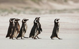 Magellanic penguins heading out to sea for fishing on a sandy beach, Falkland Islands.