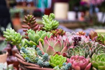 Sticker - Rectangular arrangement of succulents; cactus succulents in a planter