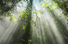 Low Angle View Of Sunlight Falling On Trees In Forest