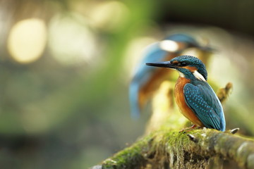 Wall Mural - Alcedo atthis. It occurs throughout Europe. Looking for slow-flowing rivers. And clean water. The wild nature of Europe. Free nature. Photographed in the Czech Republic. Beautiful nature photos. A rar