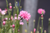 Fototapeta Kwiaty - Schnittlauchblüten